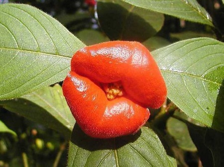 Необычный цветок (губы Хукера) Psichotria elata