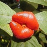 Необычный цветок (губы Хукера) Psichotria elata