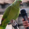 Учим волнистого попугая говорить